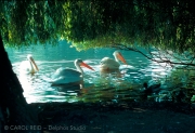 St James Park Paddlers