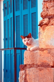 Cat & Blue Shutters