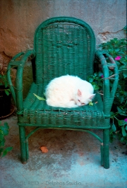 Catnap On Green Chair