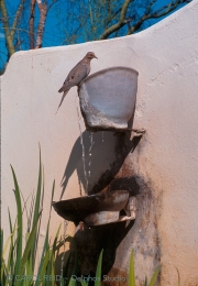 Dove at Fountain