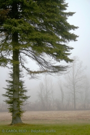 Lone Pine In Fog