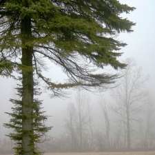 Lone Pine In Fog