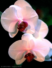 Orchid Twins